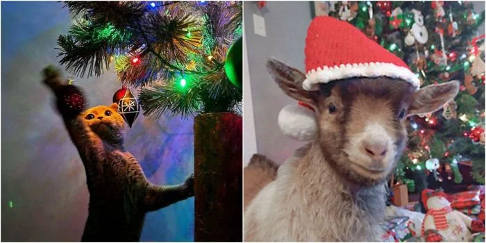 30 веселых животных, готовых зарядить вас новогодним настроением
