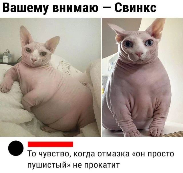 Пошлая деградация