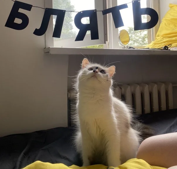 Картинки (19.01.24)