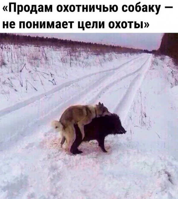 Баяны