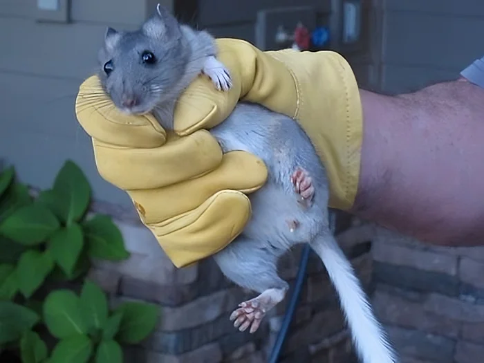 Отчаянный барахольщик: Пакрат и его сверхъестественные мусорные хранилища