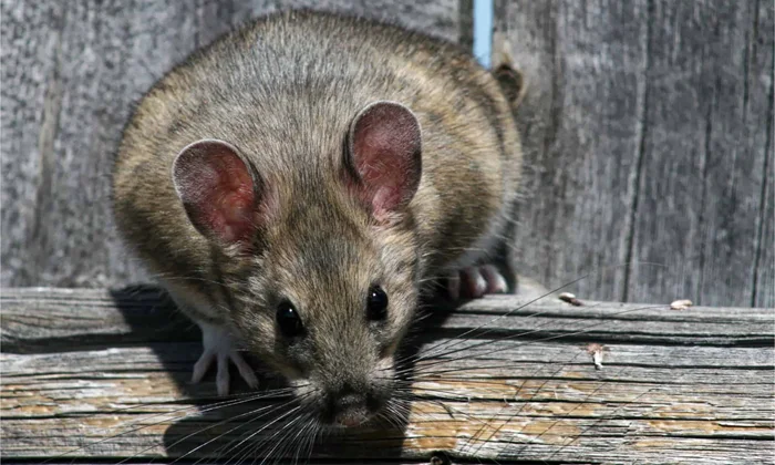 Отчаянный барахольщик: Пакрат и его сверхъестественные мусорные хранилища