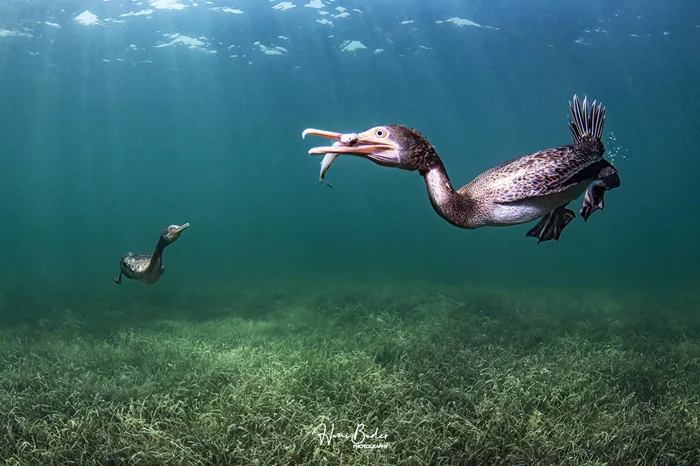 Сокотрский баклан: странные потомки, напоминающие шутку нейросетей