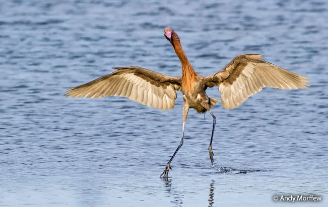 Цапля-берсерк: удивительные особенности рыжеватой цапли и ее необычные методы охоты