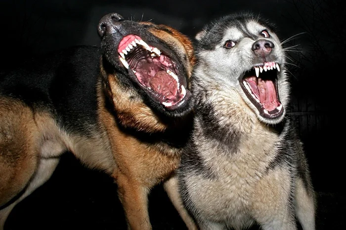 Секреты инстинкта: разгадываем, почему собаки не любят пьяных