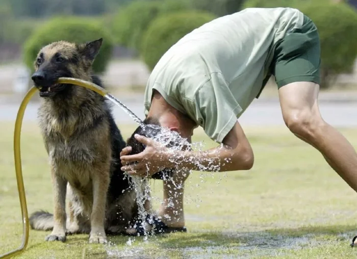 Секреты инстинкта: разгадываем, почему собаки не любят пьяных