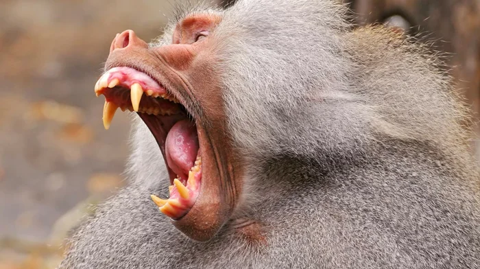 Тёмная сторона общества Гамадрил: иерархия в по-настоящему зловещем мире мартышек