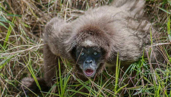 Тайны колумбийской коаты: белые ходоки мира животных