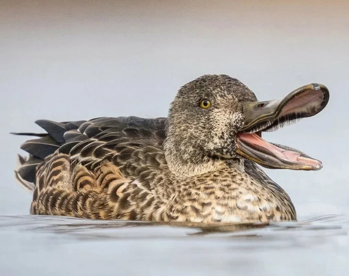 Феноменальная Широконоска: хищная утка с интригующими 'зубами'