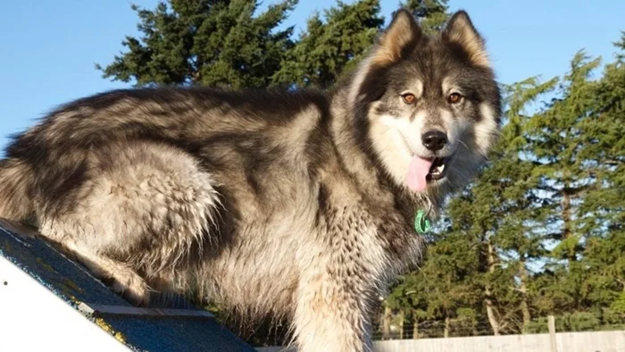 Борцы за выживание: Иные хаски, отличающиеся своей уникальностью