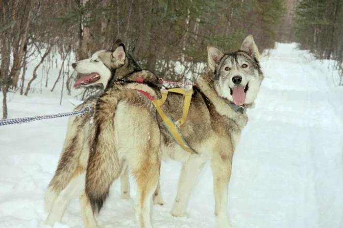 Борцы за выживание: Иные хаски, отличающиеся своей уникальностью