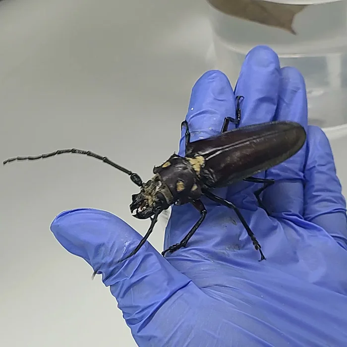 Лесной великан: Знакомство с реликтовым дровосеком