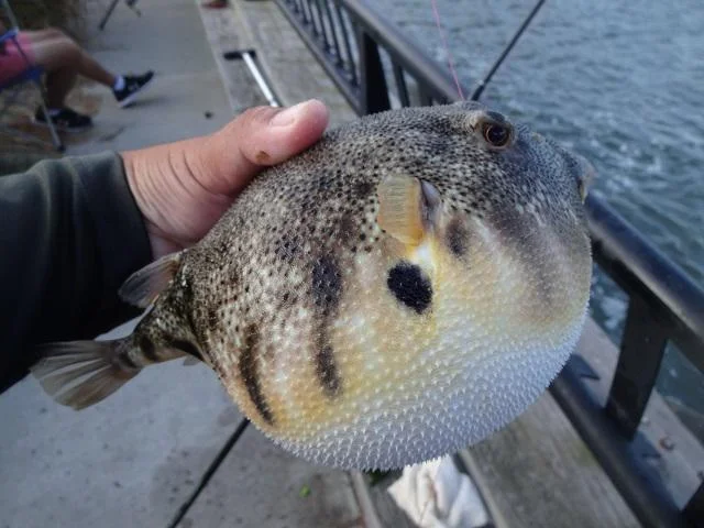 Тайны северного океана: исследуем феномен 'Северного иглобрюха' — американского эквивалента рыбы-фугу