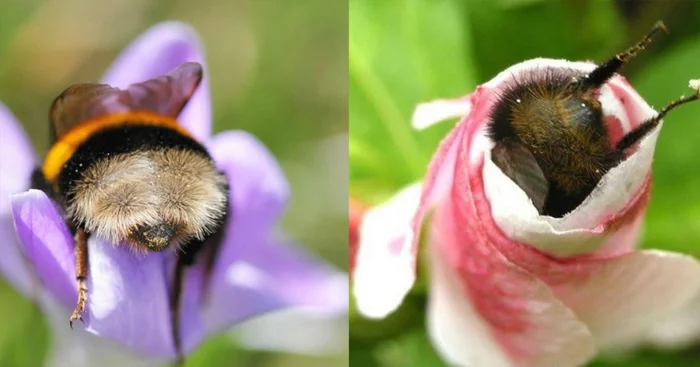 Сладкий отдых: правда или миф, что пчёлы спят в цветочках, когда устают?