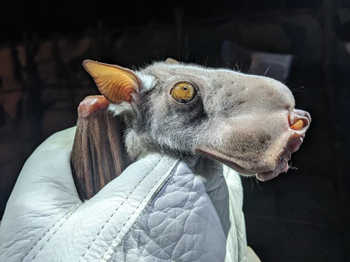 Морда собаки и крик сирены: удивительная трансформация лица молотоголового крылана