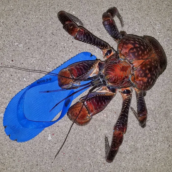 Унга: Каннибальский переворот гигантских крабов и их влияние на островные экосистемы