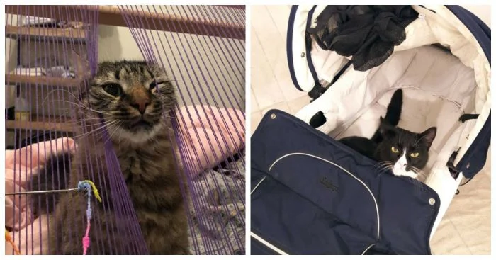 Смешные моменты, подчеркивающие комическую сторону жизни с пушистым другом