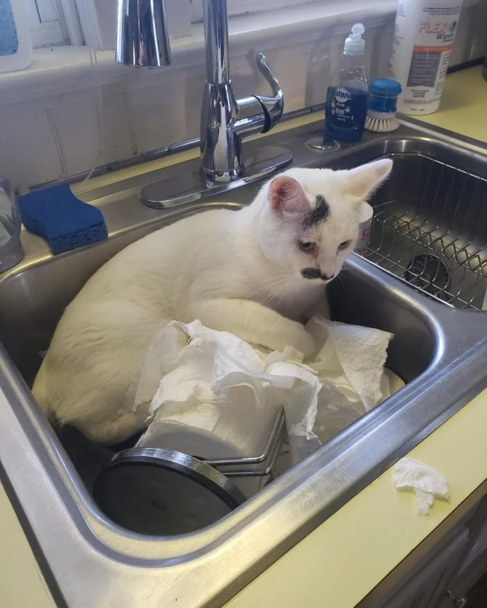 Смешные моменты, подчеркивающие комическую сторону жизни с пушистым другом