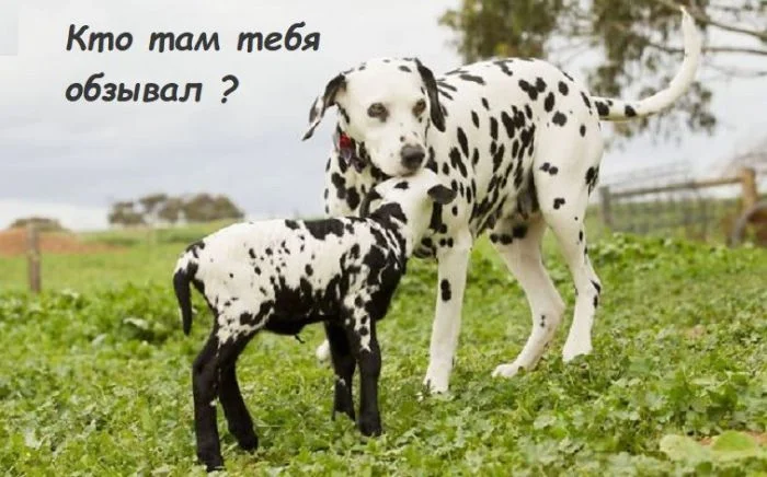 Весёлые картинки (20.01.24)