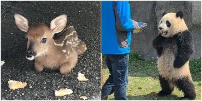 30 веселых и трогательных фотографий животных, чтобы поднять настроение