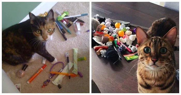 Сокровища под лапами: открываем секретные тайники котиков