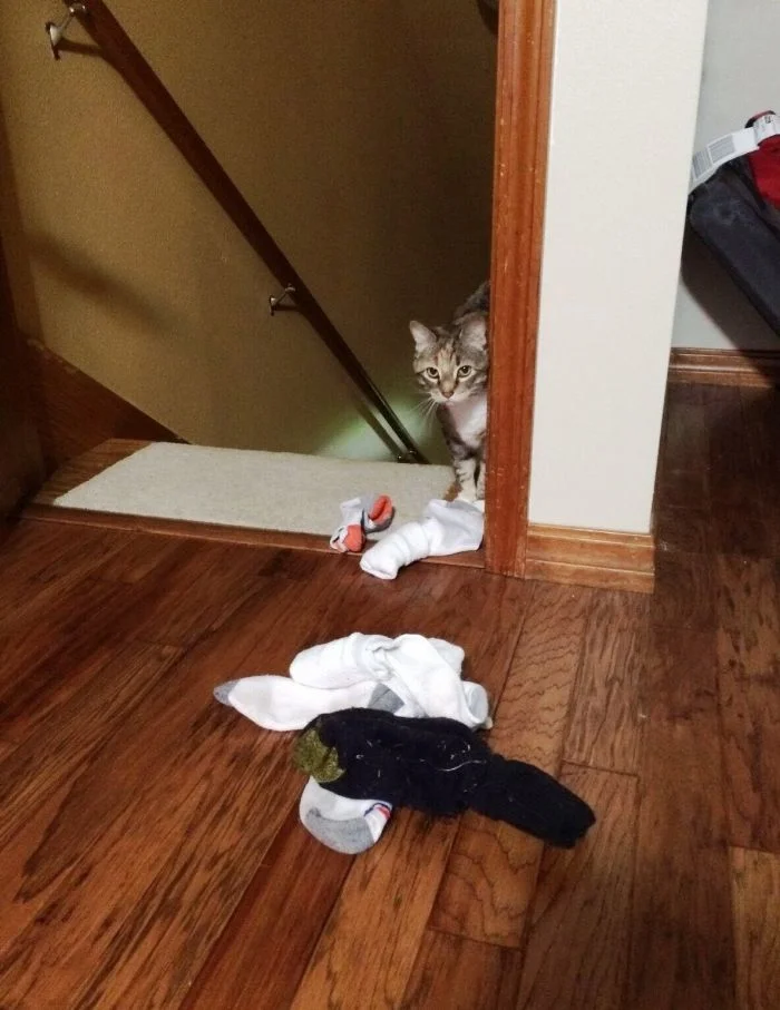 Сокровища под лапами: открываем секретные тайники котиков