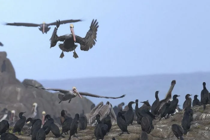 Фотографии с животными и птицами