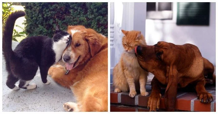 Такие милые подлизы