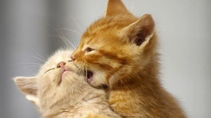 Пикантные отношения: зубастая любовь, нелюбовь и другие истории