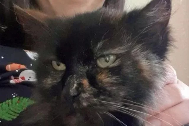 История кошки, вернувшейся к своим хозяевам спустя 9 лет