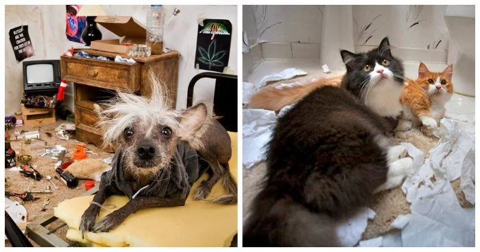 Дружеские игры зверюшек