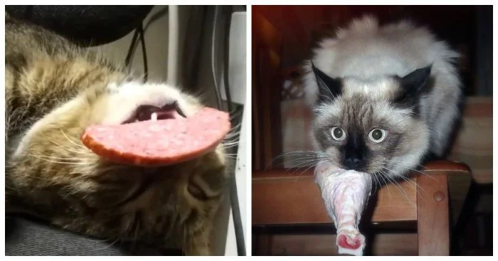 Когда воришки на кухне приносят радость