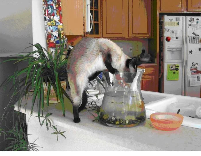 Когда воришки на кухне приносят радость