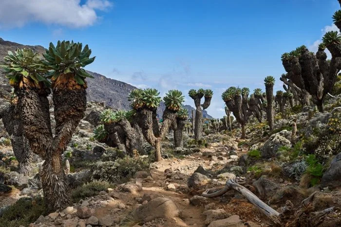 Намешалось