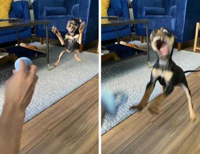 Радость в мехе: 20 потешных питомцев, способных подарить вам улыбку