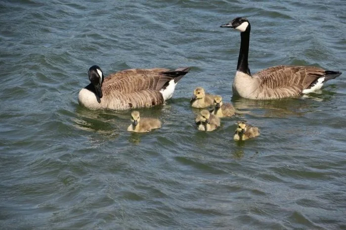 На общую тему