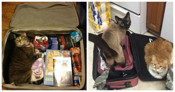 Чемоданные кошаки