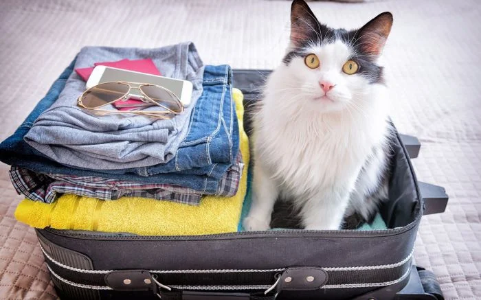 Чемоданные кошаки