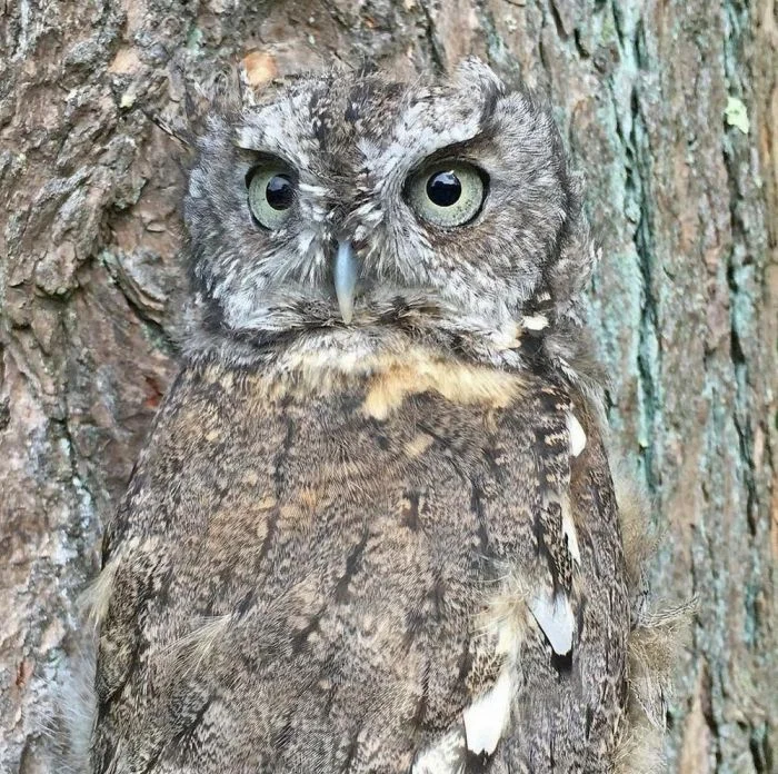 На общую тему