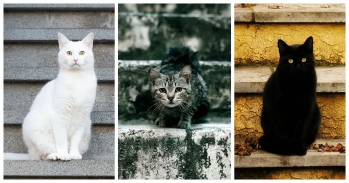 Лестничные котяры