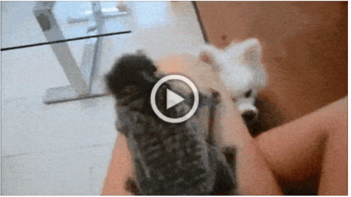 Просто гифки