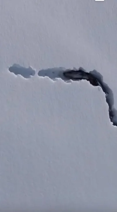 Волки прокладывают тропу в снегу