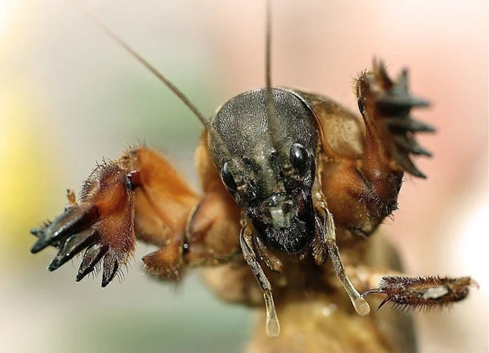 Таинственная медведка: Разгадываем загадки чудовища из глубин огорода