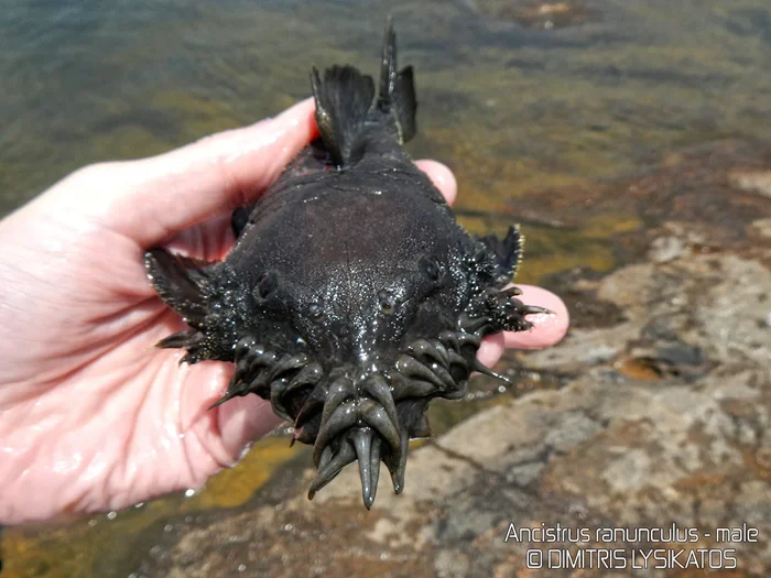 Ктулху в океане: Рыба-анциструс и ее мистический облик с лесом щупалец