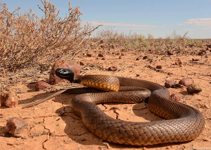 Тайны яда: Тайпан Маккоя и его удивительная мощь – 1 укус, 250 000 мышей или 100 человек