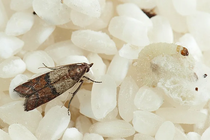 Хищницы в гардеробе: Как различить пищевую моль от платяной по их предпочтениям