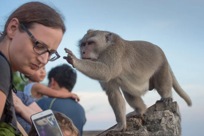 Животный криминал: Макаки-воришки и их оригинальные методы кражи смартфонов