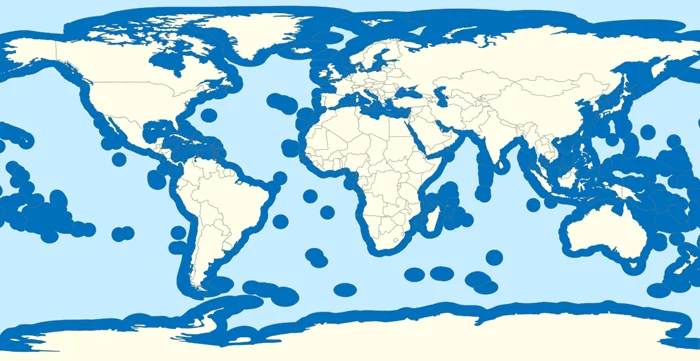 Морская загадка: дыра в Охотском море и история утечки российской рыбы из-за пробоины в законодательстве
