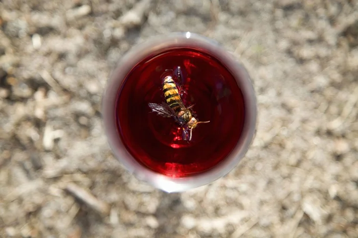 Осы и наши напитки: Почему эта встреча может быть смертельной для насекомых?