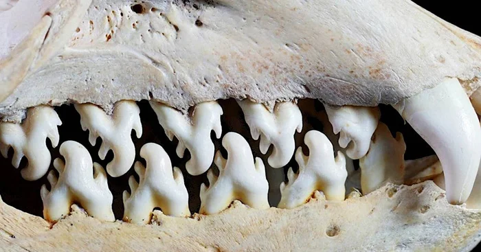 Тайны фрактальных зубов: 5 удивительных фактов о тюлене-крабоеде и его особенных зубах
